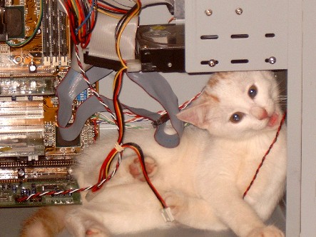 Cat_20in_20Computer_20Tower428.jpg