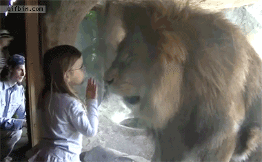 GIF Little girl vs lion at the zoo