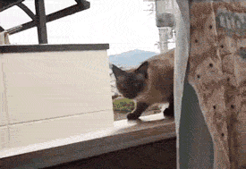 cat-jump-attempt