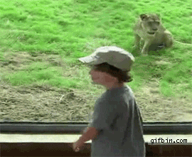 kid-vs-lion-at-the-zoo