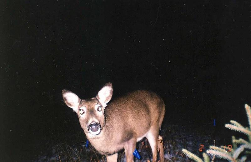 deer busted