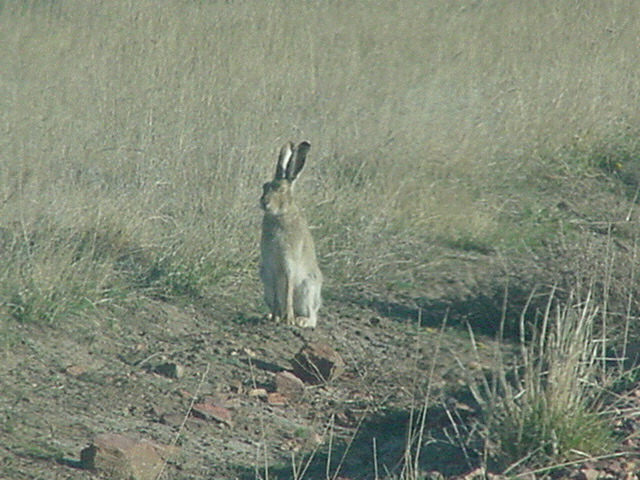 jackrabbit1