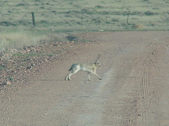 jackrabbit2