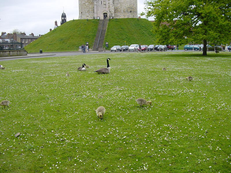 BABY GEESE!!!!!