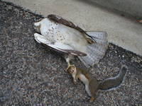 Bird died mid-flight