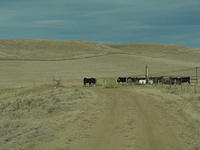 Rockypoint Cattle
