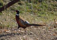 pheasant2