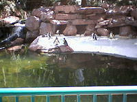 Awwww Penguins! AFRICAN Penguins even! Did you know there were African Penguins? Me neither!